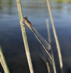 Ischnura fountaineae