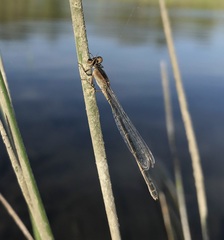 Ischnura fountaineae