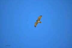 Circaetus gallicus