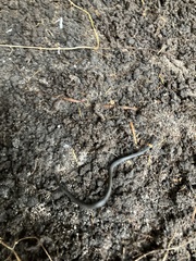 Diadophis punctatus punctatus