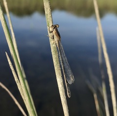 Ischnura fountaineae