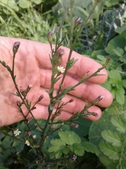 Symphyotrichum subulatum squamatum