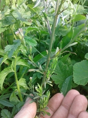 Symphyotrichum subulatum squamatum