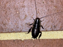 Drymaplaneta semivitta