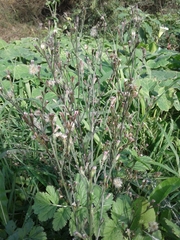Symphyotrichum subulatum squamatum