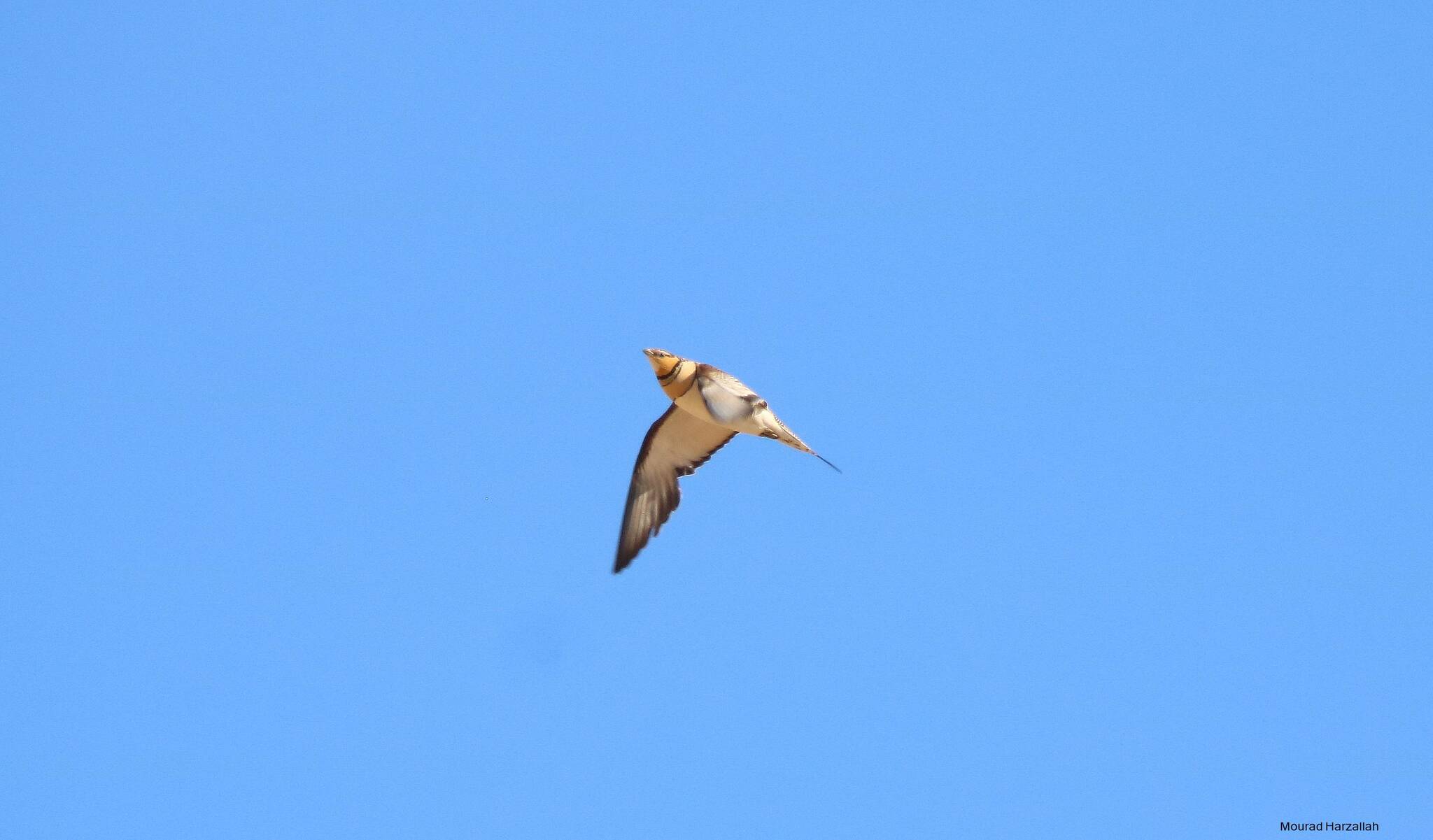 Pin-tailed Sandgrouse (Pterocles alchata)