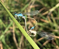 Ischnura fountaineae