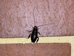 Drymaplaneta semivitta