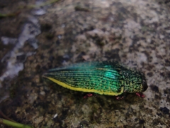 Dicercini