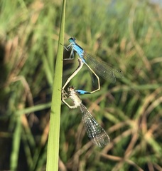 Ischnura fountaineae