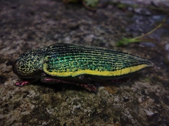 Dicercini