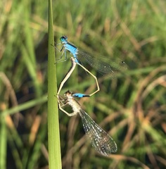 Ischnura fountaineae