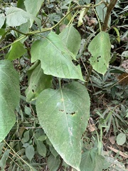Clerodendrum infortunatum
