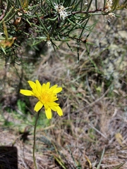 Microseris lanceolata