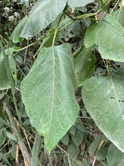 Clerodendrum infortunatum