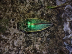 Dicercini