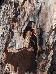 Monochamus titillator