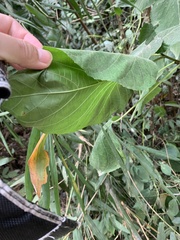 Clerodendrum infortunatum