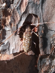 Monochamus titillator