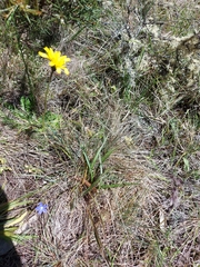 Microseris lanceolata