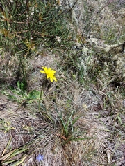 Microseris lanceolata