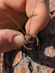 Monochamus titillator