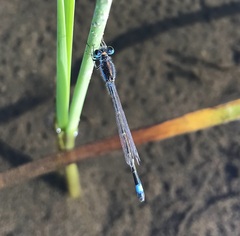 Ischnura fountaineae