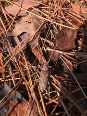 Monochamus titillator