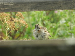 Zonotrichia capensis