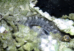 Istiblennius edentulus