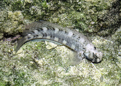 Istiblennius edentulus
