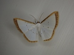 Leuciris institata