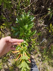 Siphocampylus verticillatus