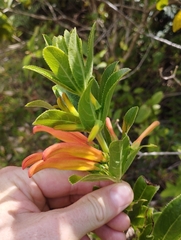 Siphocampylus verticillatus