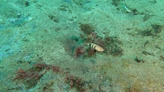 Serranus hepatus