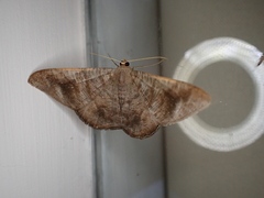 Sphacelodes vulneraria