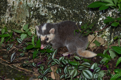 Melogale subaurantiaca