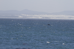 Megaptera novaeangliae australis