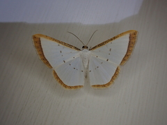 Leuciris institata