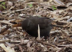 Turdus merula cabrerae