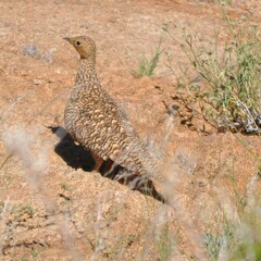 Pterocles namaqua