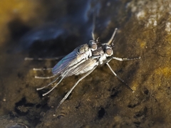 Hydrophorinae