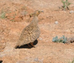 Pterocles namaqua