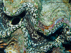 Tridacna