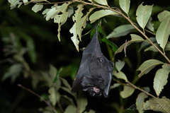 Rhinolophus formosae