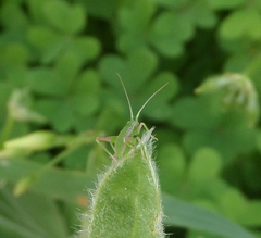 Odontura glabricauda
