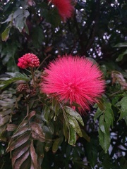 Calliandra haematocephala