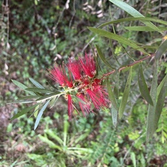 Melaleuca