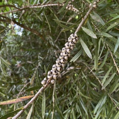 Melaleuca