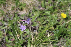 Primula halleri